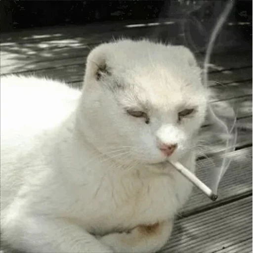 кот курит, курящий кот, кот сигарой, кошка белая, кот сигаретой
