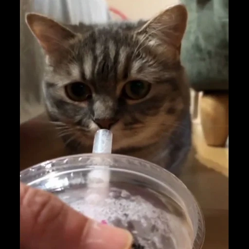 cat, seal, animals, cat yogurt, the kitten is drinking milk