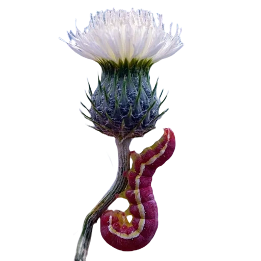 thistle, thistle grass, flower thistle, the thistle is botanical, thistle transparent background
