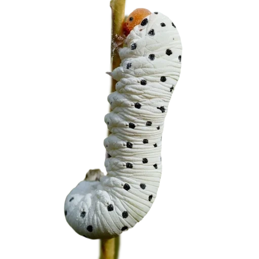 raupe, schmetterlingsraupe, die raupe des schmetterlings mahaon, papilio machaon caterpillar, die raupe ist weiß