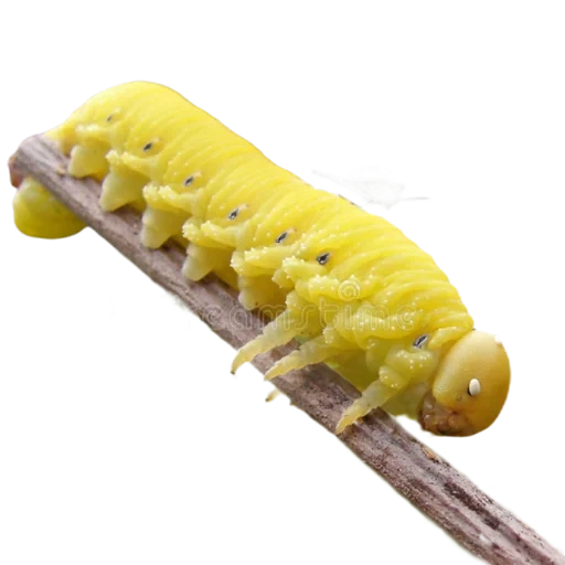 caterpillar, puggi caterpillar, the caterpillar is large, beautiful caterpillar, caterpillar hawk sumerian