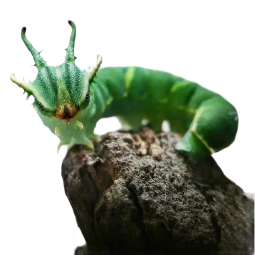 raupe, ein kaliumbutterfly, brazhniki caterpillar, die raupe mit einem horn des kopfes, polyura athamas caterpillar