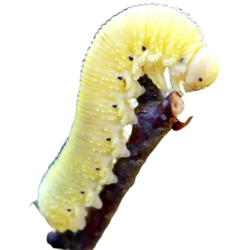 orugas, caterpillar ordinaria de ermmy, tsimbeks birch caterpillar, birch sawfly falso senior, oruga dinchic grande de abedul