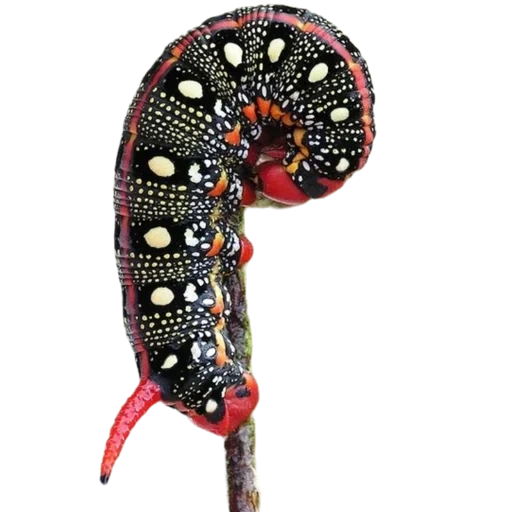 ulat, brazhniki caterpillar, ulat dengan latar belakang putih, caterpillars mopane butterfly, caterpillar militer brazhnika
