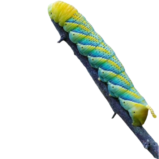 oruga, la oruga es grande, brazhniki caterpillar, brazhniki caterpillar es azul, caterpillar de la cabeza muerta de brazhnik