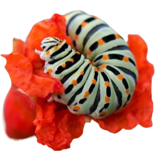 papillon, mahaon caterpillar butterfly, papilio machaon caterpillar, tiger mahaon caterpillar, mahaon's caterpillar papilio machaon