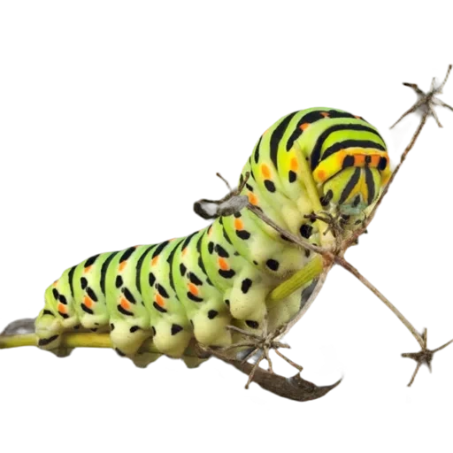 caterpillar, the caterpillar of the butterfly, caterpillar mahaon dill, the caterpillar of the butterfly mahaon, caterpiller caterpillar butterfly