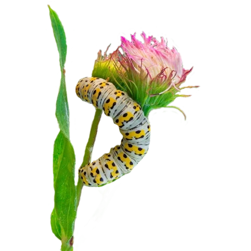 bruco, mahaon brazhnikhi caterpillar, il bruco della farfalla mahaon, papilio machaon caterpillar, cucullia intermedia caterpillar