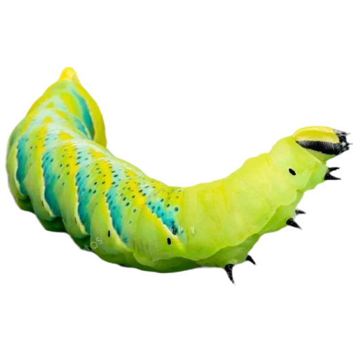 chenille, grand chenille, chenille, papilio xyuthus caterpillar