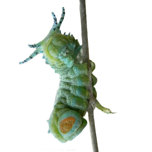 chenille, athcus atlas caterpillar, attacus atlas caterpillar, big green caterpillar, nymphe savagear 3d tpe mayfly