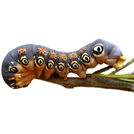the caterpillar is large, butterfly caterpillar, sphinx butterfly caterpillar, brazhnik proserpin caterpillar, brazhnik podlnik caterpillar
