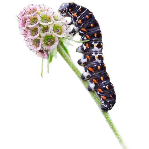 caterpillar, caterpillar green, the caterpillar of the butterfly mahaon, papilio machaon caterpillar, papilio polyxenes caterpillar