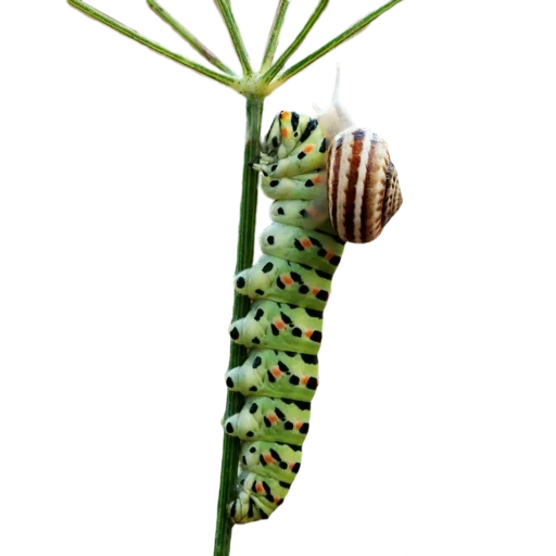 mahaon caterpillar, die raupe ist groß, caterpillar mahaon dill, die raupe des schmetterlings mahaon, papilio machaon caterpillar