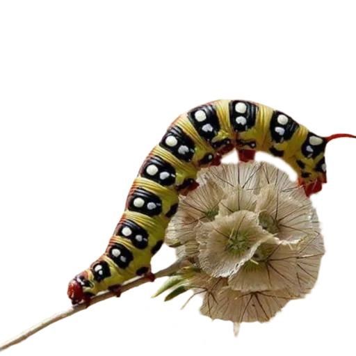 lagartas, grande lagarta, a lagarta do brazhnik, brazhnika caterpillar militar, brazhnik podlnik caterpillar