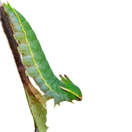 oruga, oruga verde, brazhniki caterpillar, oruga de mariposa, pequeña oruga