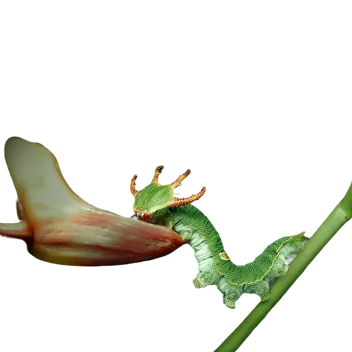 lagarta, folha verde, caterpillar verde, fotos de lagartas, earthmark é uma lagarta