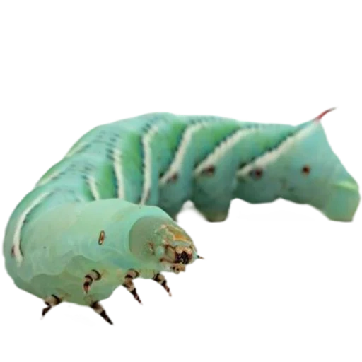 lagarta, grande lagarta, brazhniki caterpillar é azul, a lagarta do tabaco brazhnik, tabaco brazhnik manduca sexta