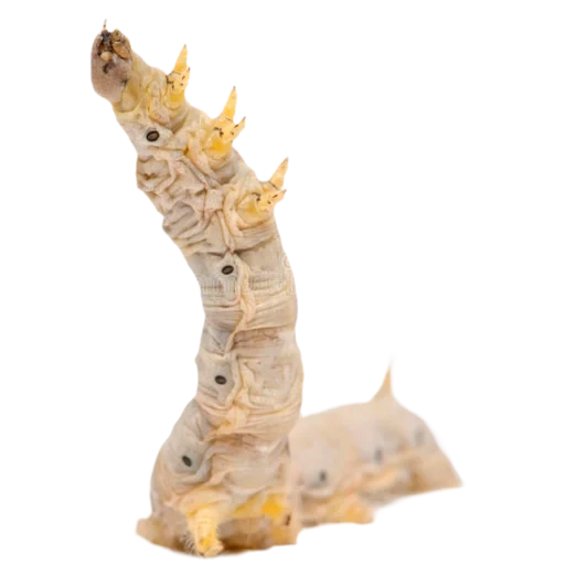 pakaian ulat sutra, larva bombyx mori, terjemahan larva silkworm, caterpillar ikan mas sutra, silk shepherd caterpillar white latar belakang