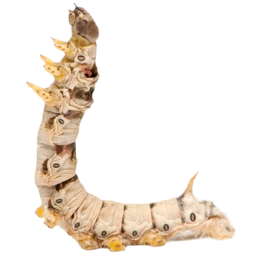 roupa de minhoca, larvas bombyx mori, tradução da larva de minhoca, silk shepherd caterpillar white background