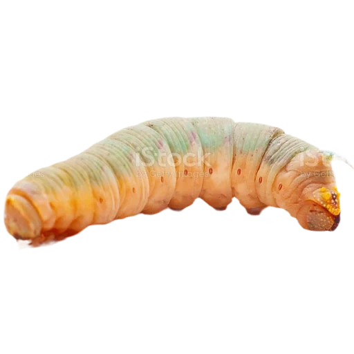caterpillar, insect, the caterpillar moths, the caterpillar is large, caterpillar larvae with a white background