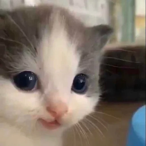 cão do mar, gato gato, motivo de gatinho, falcões fofos, gatos fofos são engraçados