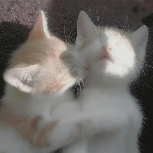 zwei katzen, süße katzen, katzen umarmen, katzen umarmen, charmante kätzchen