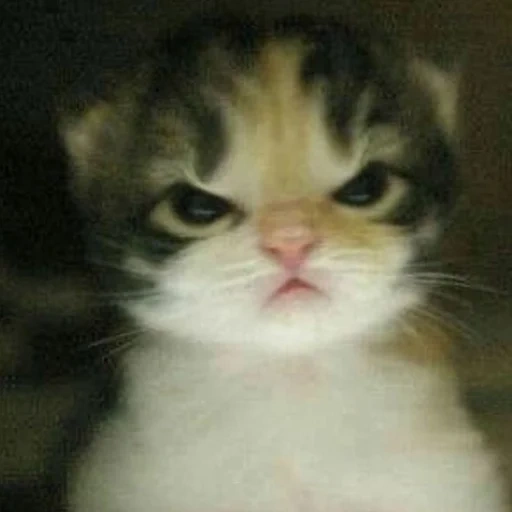 cat, angry cat, kitten meme, meme cat, cute cats are funny