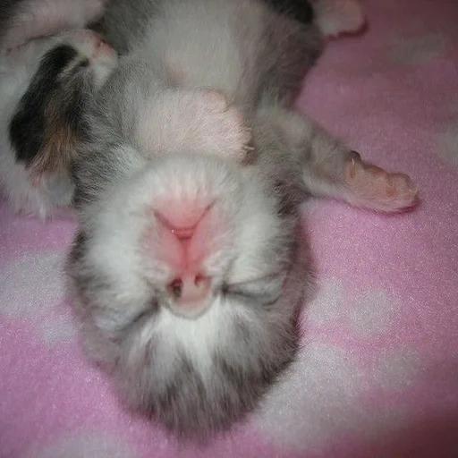 gato, selo, falcões fofos, animal fofo, gatinho recém-nascido