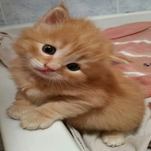 cat red, red cat, red kitten, a fluffy red kitten, red siberian kitten for 1 month