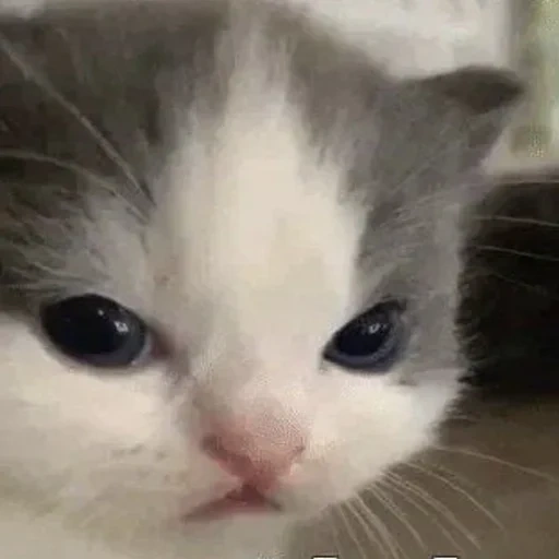 gato, gatos, un gato, meme de gato, meme de gatito