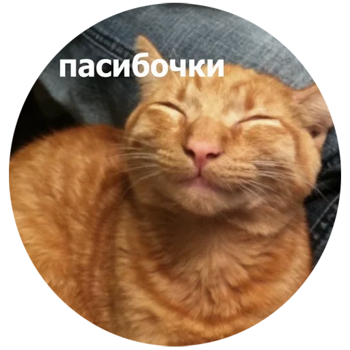 el gato es divertido, gato satisfecho, un gato sonriente, cat rojo divertido, gato sonriente