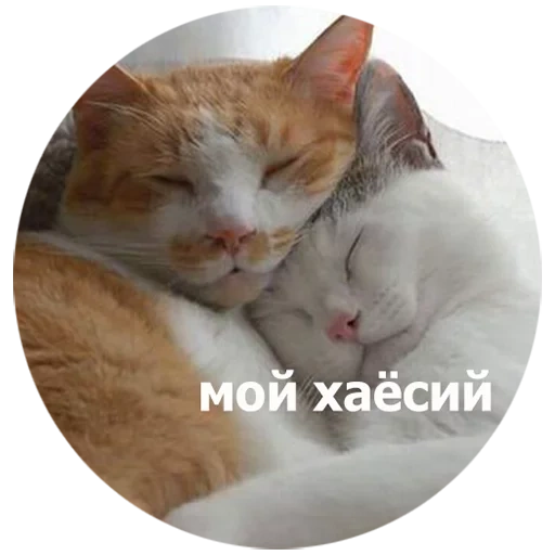 cat, cat, darkness of cats, kitti hugs, hugging cats