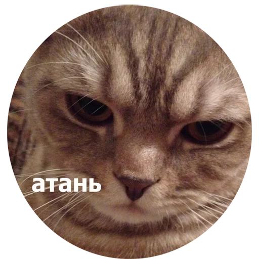 gato, gato enojado, memes de gatos, atan kotik, la cabeza del gato