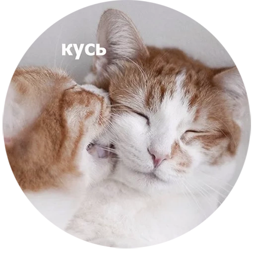 kus, cat, favorite cat, kissing cats, hugging cats