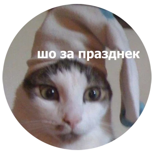 cat, cat, cats, a cat, cat temoschka