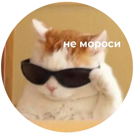 gato con gafas, meme de gato genial, el gato con un meme con gafas