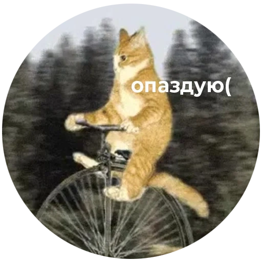 cat, кот, опаздую, кот велике, кот велосипеде