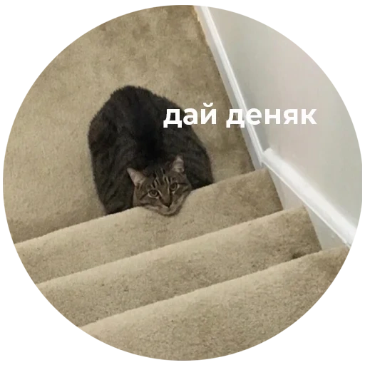 gatto, gatto, gatto di erba, gli animali, gatto delle scale