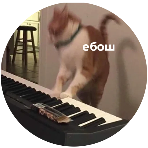 kucing, meme piano kucing, kucing itu memainkan piano, seekor kucing bermain piano, kucing memainkan meme piano