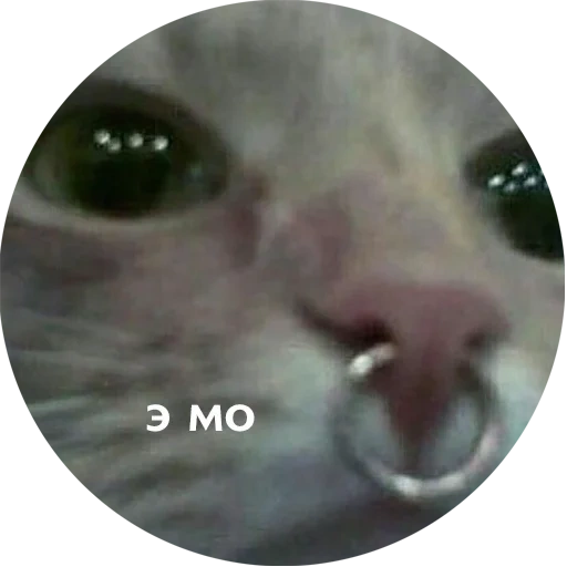 kucing, kucing, mata kucing, kucing septum, septum cat meme
