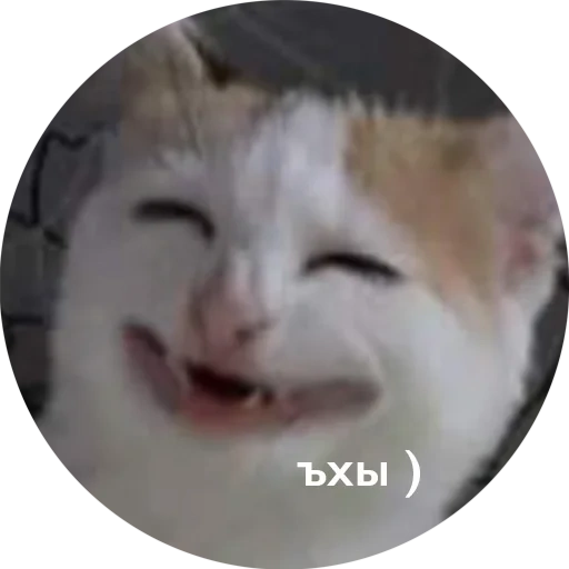 kitty meme, katze des kommersantemems, eine weinende lächelnde katze