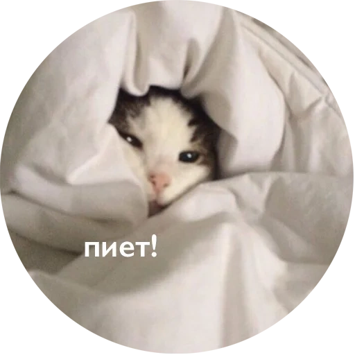 кот, кошка, котик одеяле, милый кот мем, котик под одеялом