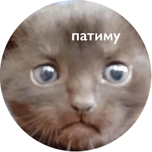 cat, kitty meme, mamut cat, cats memes, dear cat meme