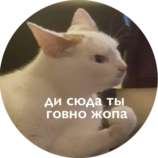 кот, котик, кот мем, смешной котик, мемы котами 2020
