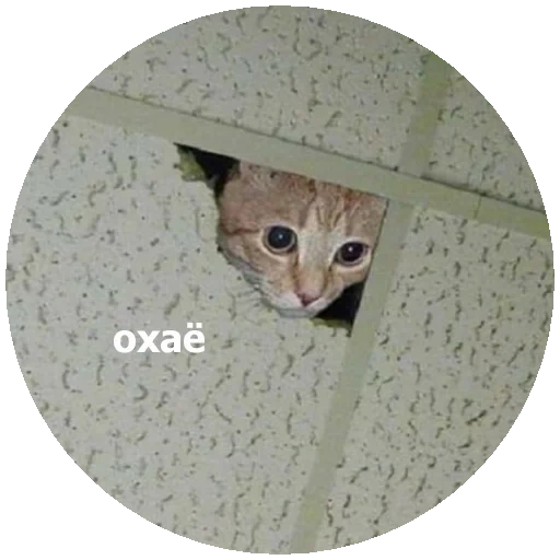 cat, cat, kote, meme cat, ceiling cat meme