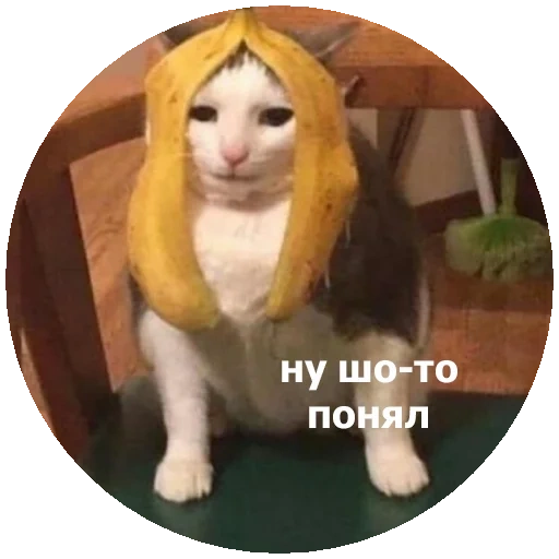kucing, hewan, kucing lucu, meme kucing 2021, vasily vishnevsky