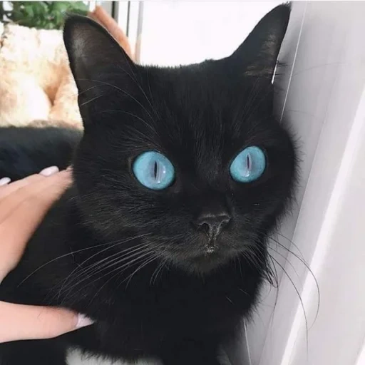 the black cat, the black cat, schwarze katze mit blauen augen, schwarze katze mit blauen augen, schwarze katze mit blauen augen