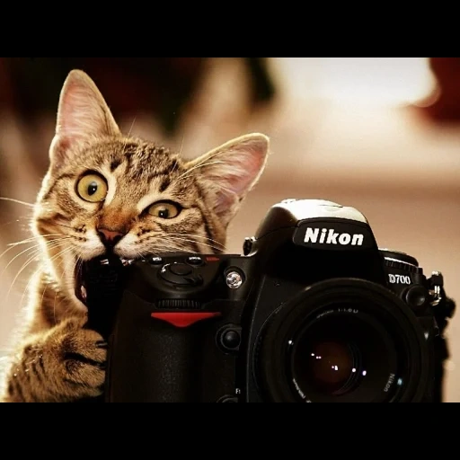cat, photographic warfare, sasha kotov, photographer's day, need the help of a photographer