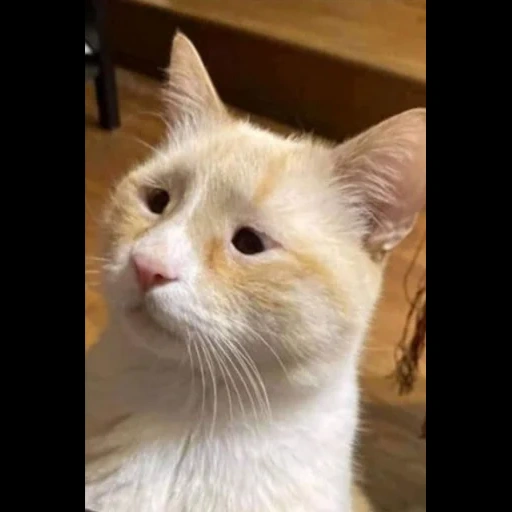 gato, gato, un gato, mascotas, el gato son ojos pequeños