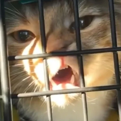 gatto, gatto in una gabbia, salva il gatto, cat fatto in casa, il gatto dietro le sbarre